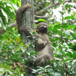Singe paresseux, Amazonie Pérou