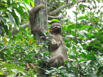 Singe paresseux, Amazonie Pérou