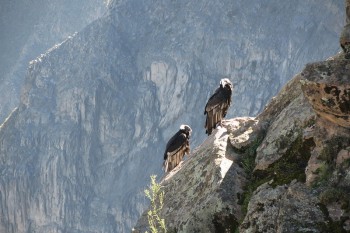 Condors dans le canyon de Colca