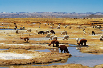 Altiplano Péruvien