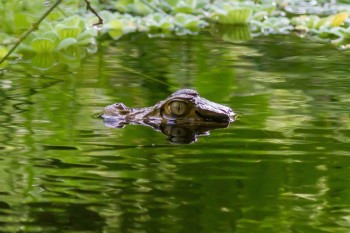 Caimans - voyage Amazonie