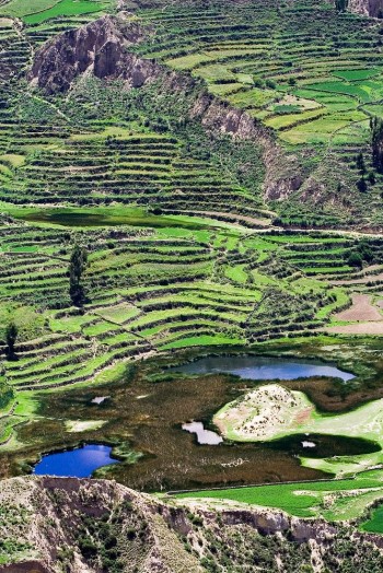 Canyon de colca - Pérou