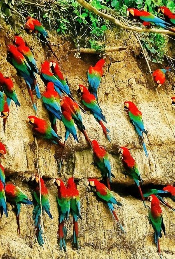 Collpa de Perroquets - Amazonie Pérou
