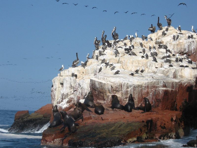 les iles ballestas perou