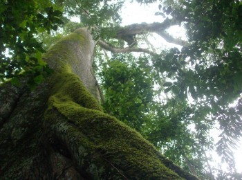 Forêt amazonienne, voyage Pérou