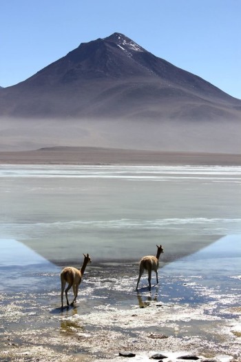 Laguna Blanca - Sud Lipez Bolivie