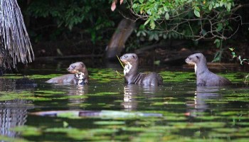 Loutres au lac Sandoval - Amazonie