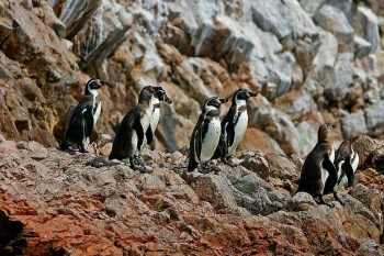 Manchots sur les îles Ballestas