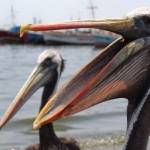 Pelican, Paracas