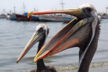 Pelican, Paracas