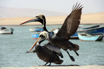 Pélicans à Paracas