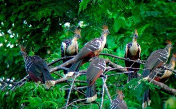 Shanshos - voyage en Amazonie