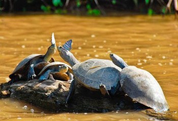 Tortues - Puerto Maldonado, Amazonie