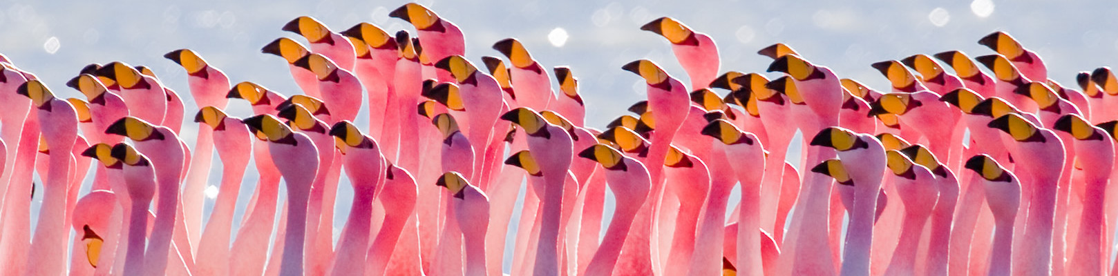 flamands roses, Sud Lipez, voyage Bolivie