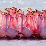 Circuit Bolivie, Flamands roses - Sud Lipez