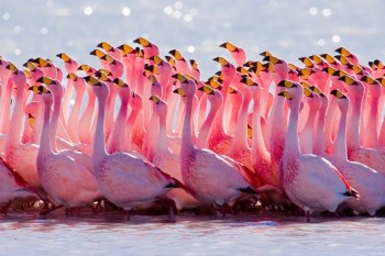 Circuit Bolivie, Flamands roses - Sud Lipez