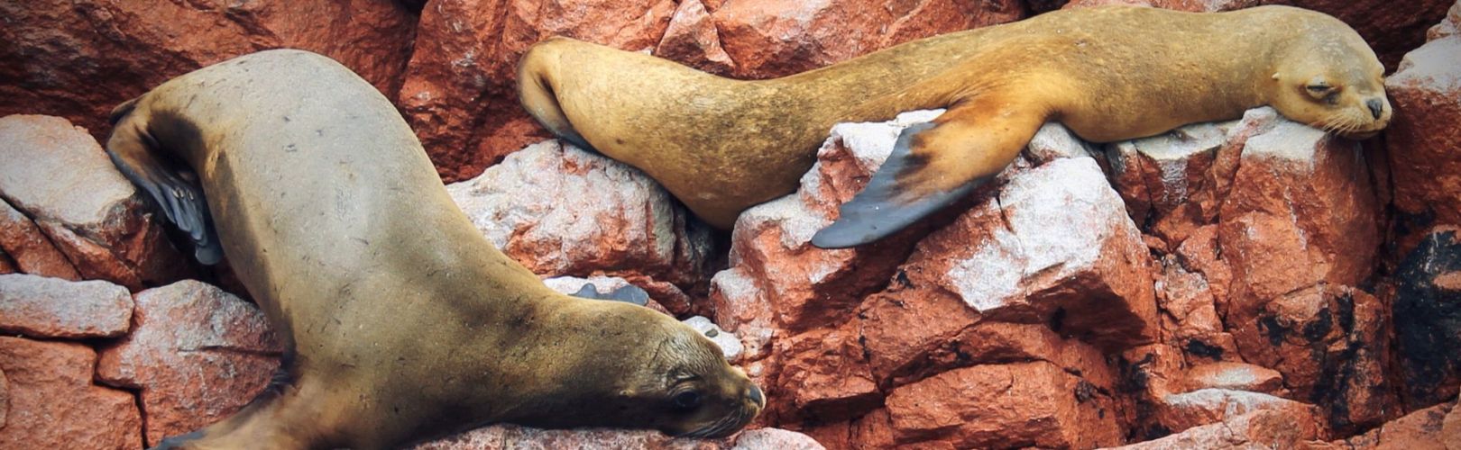 iles-ballestas-otaries