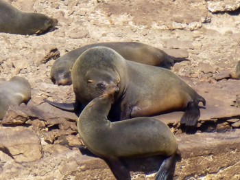 Otaries sur les îles Ballestas - Paracas