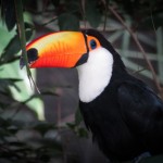 Toucan, bolivie voyage