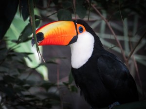 Toucan, bolivie voyage