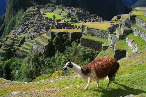 Lama, visite du Machu Picchu