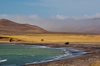 Paracas, Côte pacifique Pérou