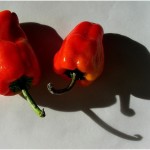 Poivrons, voyage perou bolivie - Paprika Tours