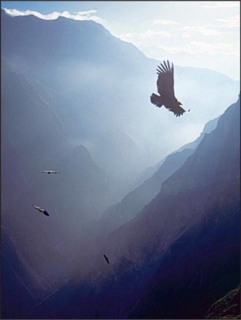 Vol du condor - Canyon de Colca
