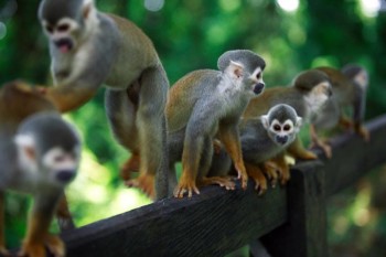 île des singes - Amazonie Pérou