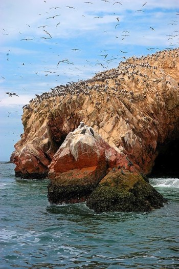îles Ballestas - Réserve de Paracas
