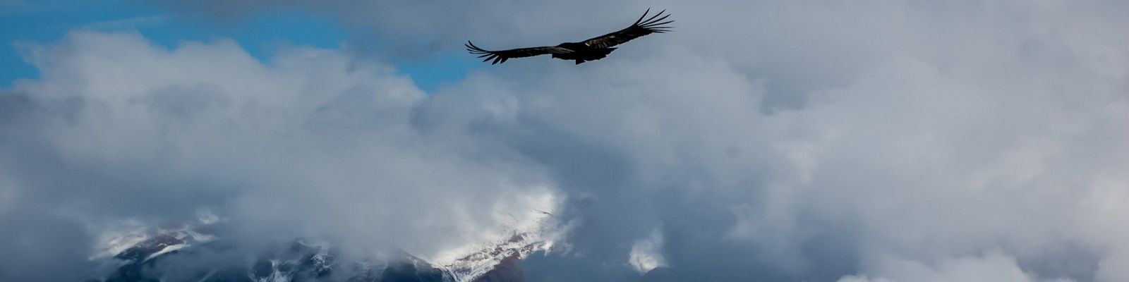 Condor-au-Colca