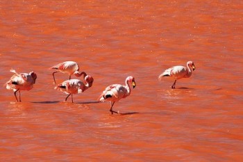 Flamands roses, Laguna Colorada, Bolivie Sud Lipez