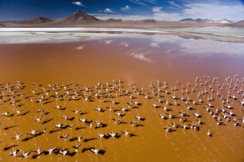 Lagune du Sud Lipez et flamands roses, Bolivie