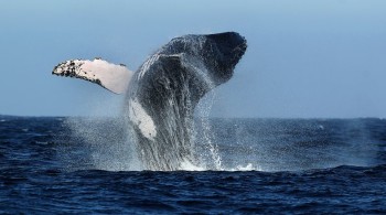 Baleine - Mancora