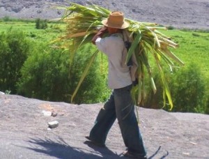 Paysan à Majes